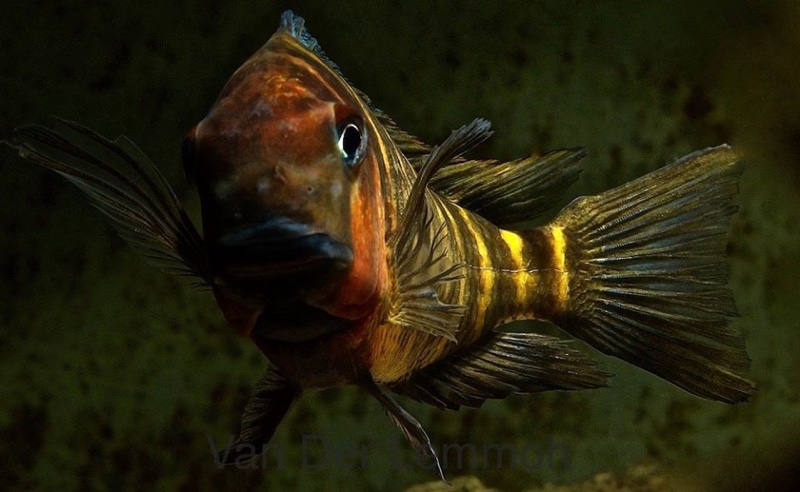 Tropheus sp. 'mpimbwe' Katondo Point